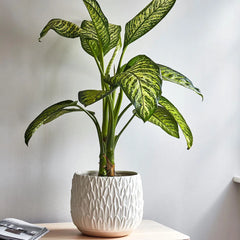 Arles Leaf Embossed White Planter 20cm Height 22cm Width