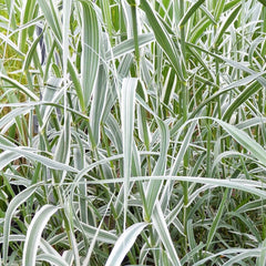 Arundo Donax Variegata Aquatic Pond Plant - Variegated Giant Reed