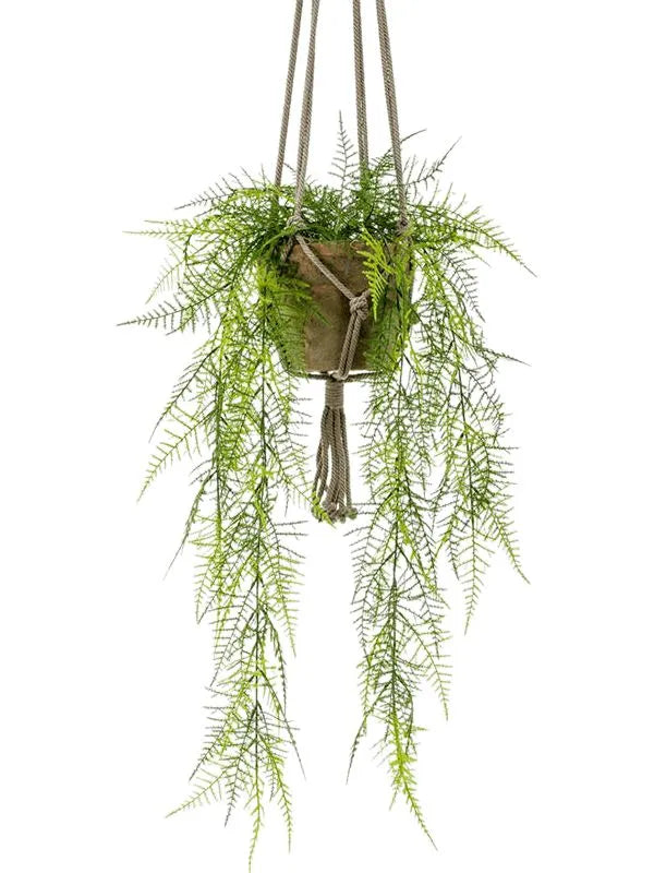 Asparagus Plumosus 35cm - Plante d'intérieur- La Green Touch - Jardiland