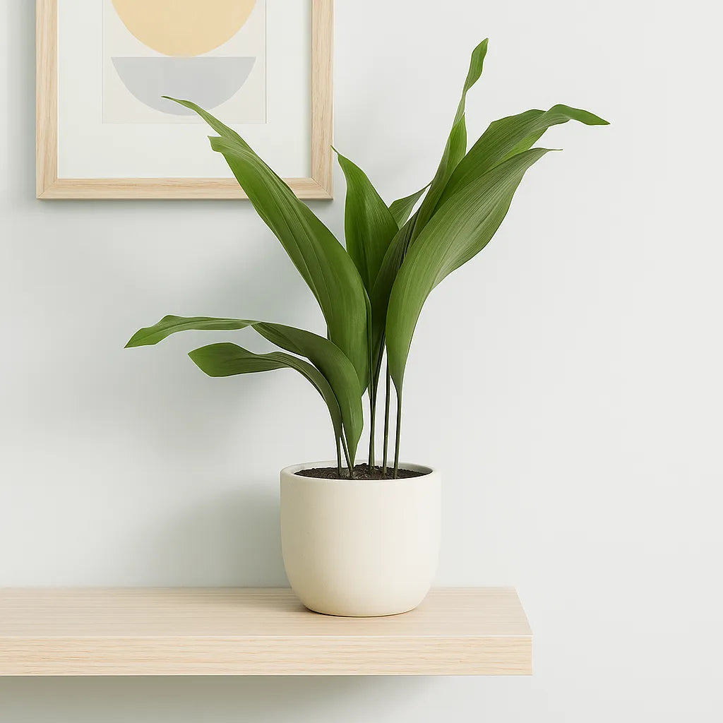 Aspidistra Elatior Cast Iron Plant