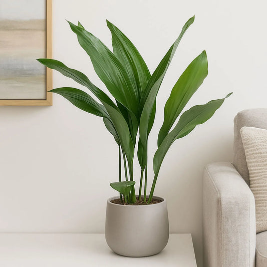 Aspidistra Elatior Cast Iron Plant