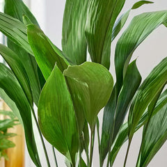 Aspidistra Elatior Cast Iron Plant