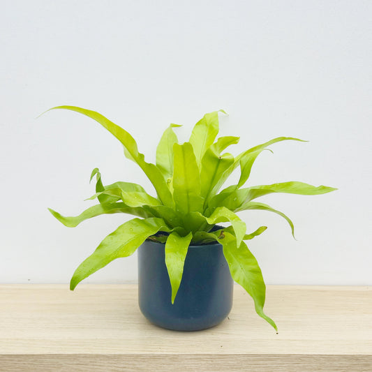15 - 20cm Asplenium Antiquum Fern 12cm Pot House Plant