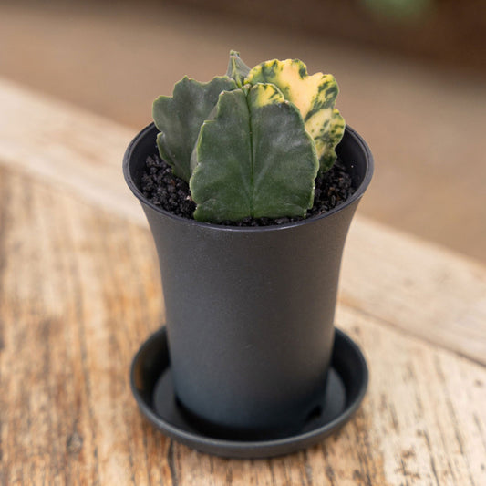 Astrophytum Myriostigma Variegated Cactus House Plant in 7.5cm Pot