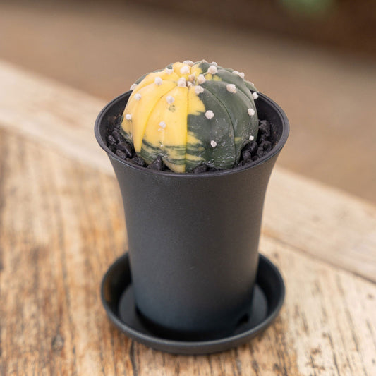 Astrophytum Asterias Variegated Cactus House Plant in 7.5cm Pot