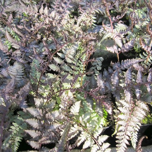 Athyrium Niponicum Metallicum Aquatic Pond Plant - Japanese Painted Fern
