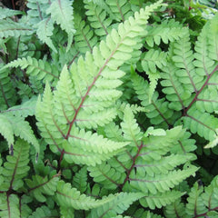 Athyrium Otophorum Var Okanum Aquatic Pond Plant - Eared Lady Fern