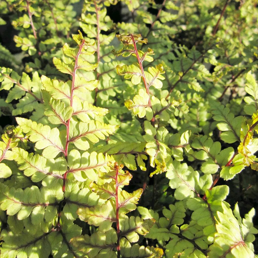 Athyrium Otophorum Var Okanum Aquatic Pond Plant - Eared Lady Fern
