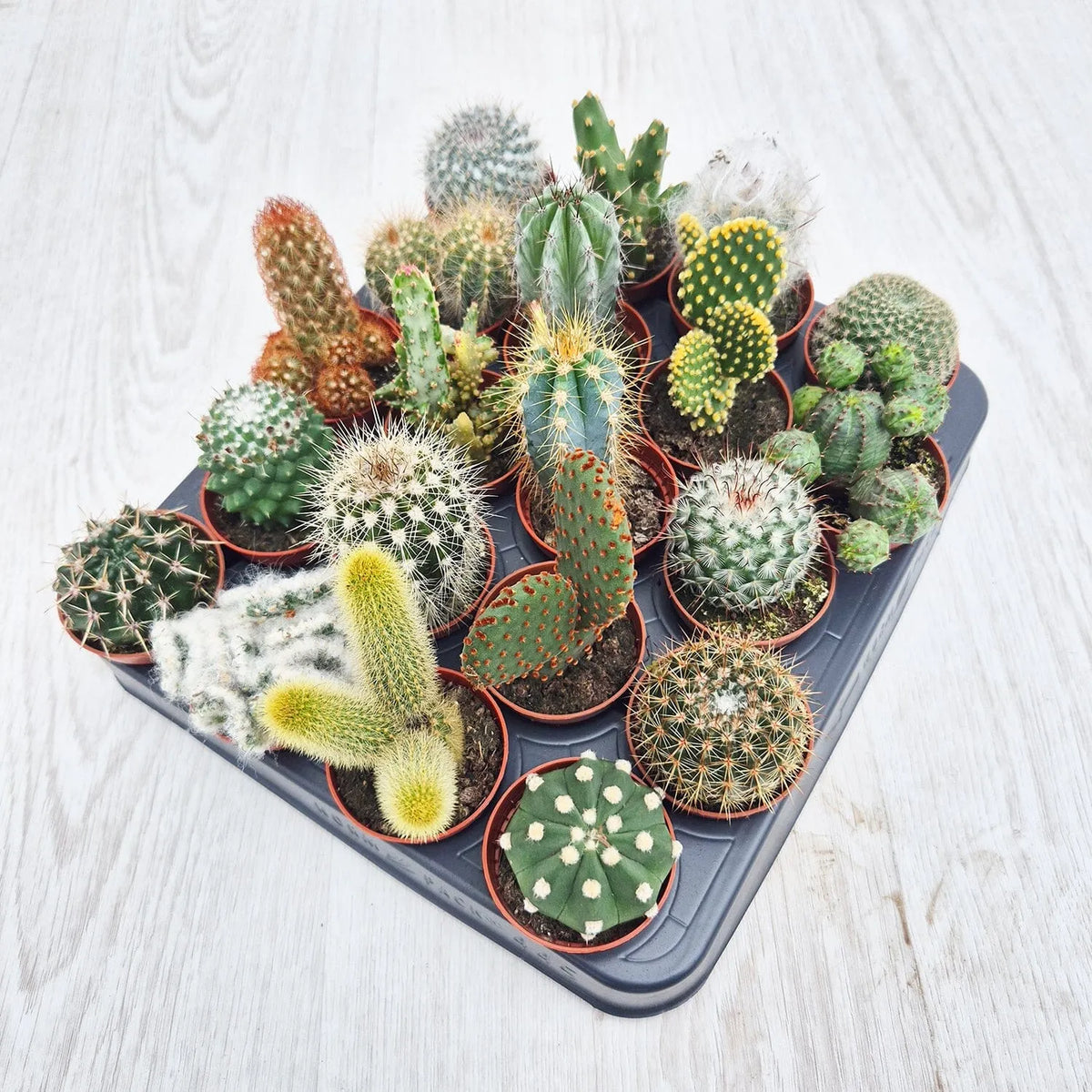 type of cactus house plants Baby Cactus Mix (20 Plants) 5.5cm Pot House Plants – Plants For All Seasons