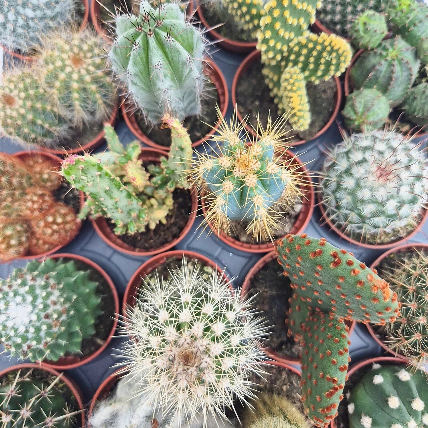 Baby Cactus Mix (20 Plants) 5.5cm Pot House Plants