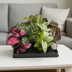 Baby Calathea Mix (12 Plants/ 4 Varieties) 6cm Pot House Plants