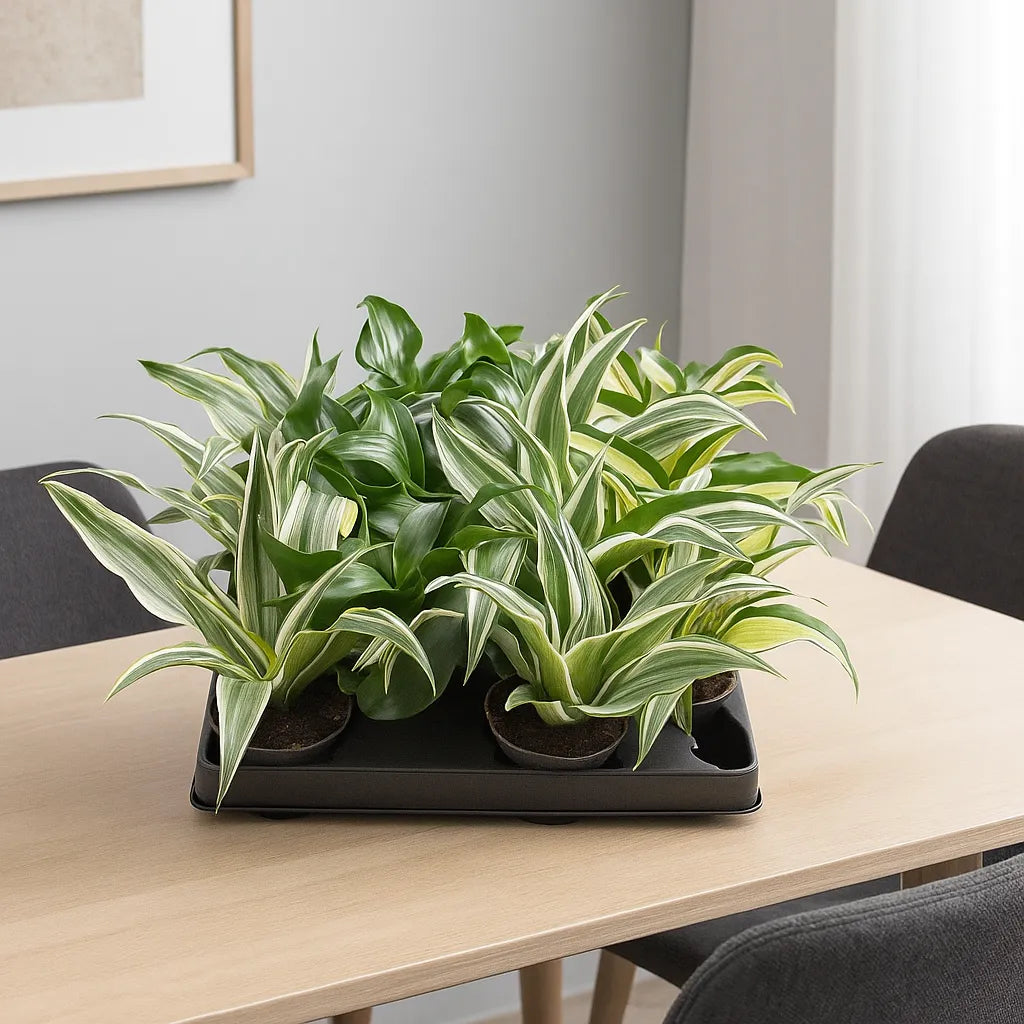 Baby Dracaena Mix (12 Plants/ 4 Varieties) 6cm Pot House Plants