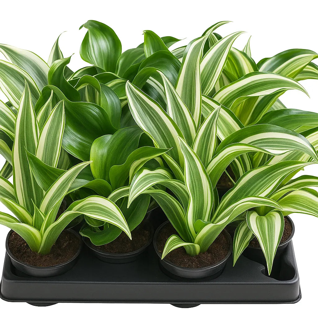 Baby Dracaena Mix (12 Plants/ 4 Varieties) 6cm Pot House Plants
