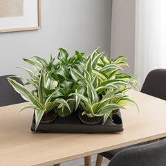 Baby Dracaena Mix (12 Plants/ 4 Varieties) 6cm Pot House Plants