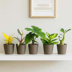 Baby Houseplant Subscription