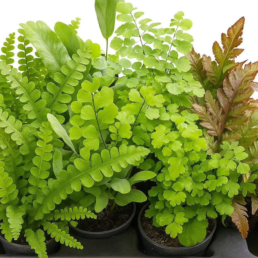 Baby Pteris Fern Mix (12 Plants/ 4 Varieties) 6cm Pot House Plants