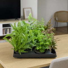 Baby Pteris Fern Mix (12 Plants/ 4 Varieties) 6cm Pot House Plants