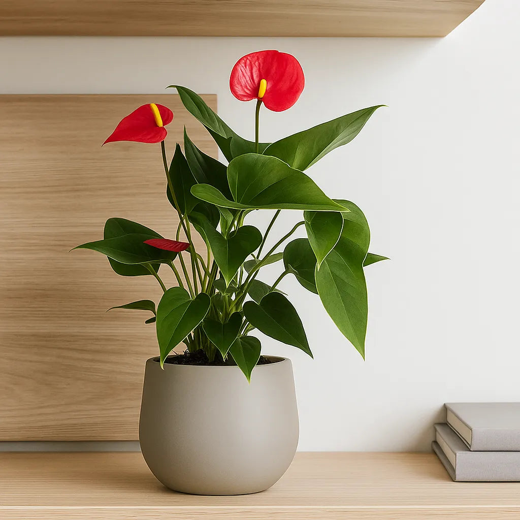 Baby Red Anthurium 7cm Pot House Plant