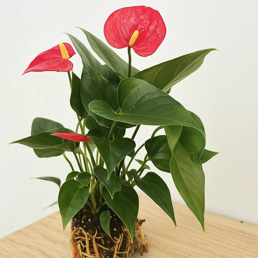 Baby Red Anthurium 7cm Pot House Plant
