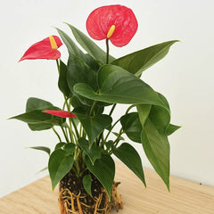 Baby Red Anthurium 7cm Pot House Plant