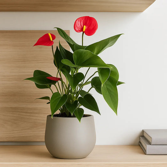 Baby Red Anthurium 7cm Pot House Plant