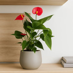 Baby Red Anthurium 7cm Pot House Plant