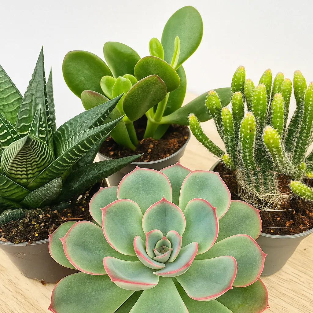 succulents house plants Baby Succulent Mix (4 Plants) 6cm Pot House Plants – Plants For All Seasons