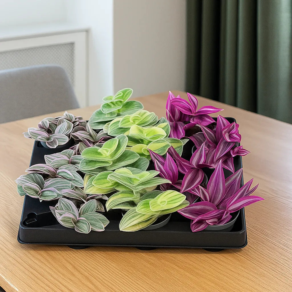 Baby Tradescantia Mix (12 Plants/ 3 Varieties) 6cm Pot House Plants