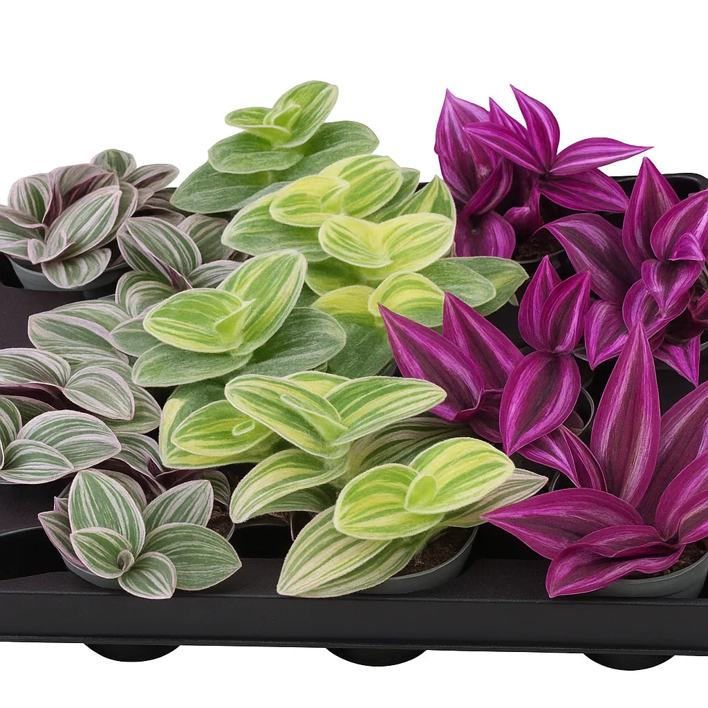 tradescantia mixed pot Baby Tradescantia Mix (12 Plants/ 3 Varieties) 6cm Pot House Plants – Plants For All Seasons