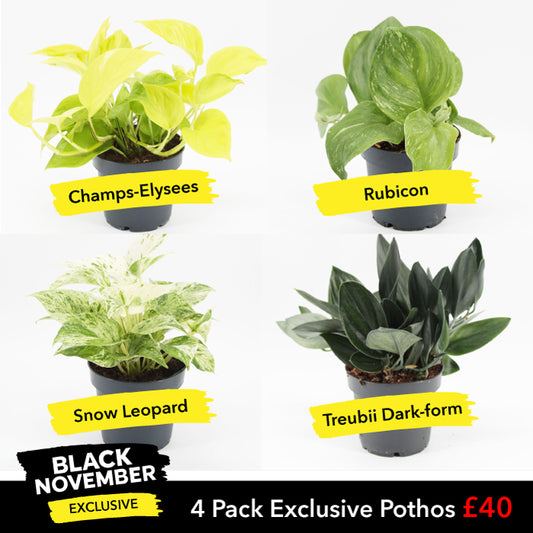 Rare Pothos Bundle (Limited Edition)