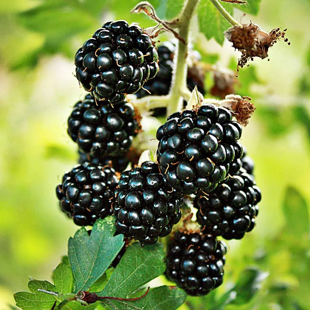Blackberry Loch Ness (Rubus fruticosus) Fruit Bush 3ltr Pot