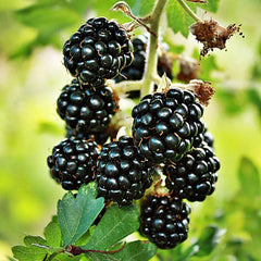 Blackberry Loch Ness (Rubus fruticosus) Fruit Bush 3ltr Pot