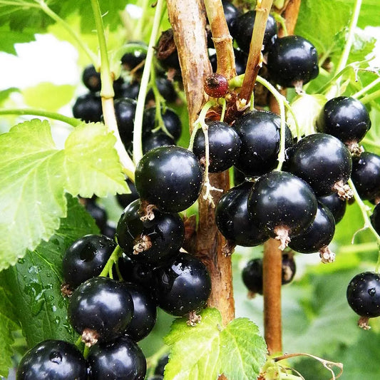 Blackcurrant Baldwin (Ribes Nigrum) Fruit Bush 3ltr Pot
