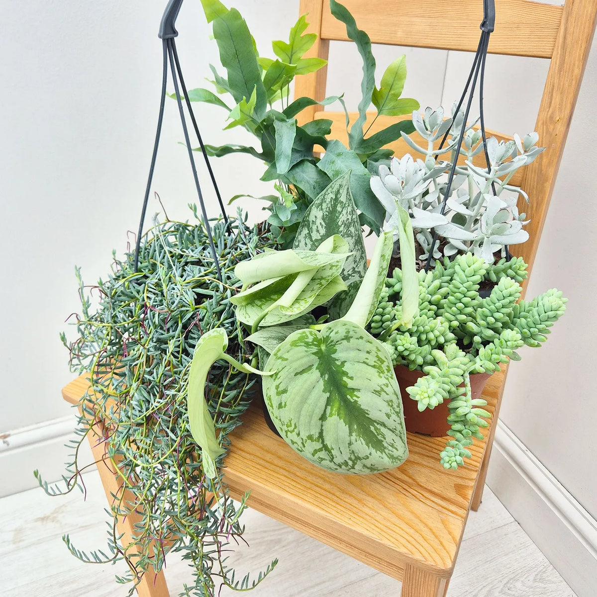 Blue Hue Houseplant Collection (5 Plants)