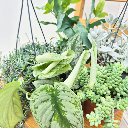 Blue Hue Houseplant Collection (5 Plants)