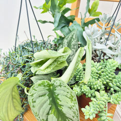 Blue Hue Houseplant Collection (5 Plants)