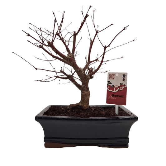 Bonsai tree in a pot with a label on a white background
