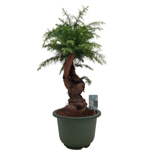 Bonsai tree in a pot on a white background