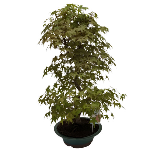 55 - 75cm Bonsai Acer Palmatum Deshojo Tree 26cm Ceramic Pot House Plant