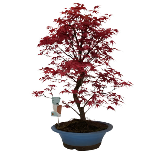 55 - 75cm Bonsai Acer Palmatum Deshojo Tree 26cm Ceramic Pot House Plant