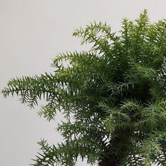 75 - 90cm Bonsai Araucaria Cunninghamii Tree 27cm Ceramic Pot House Plant