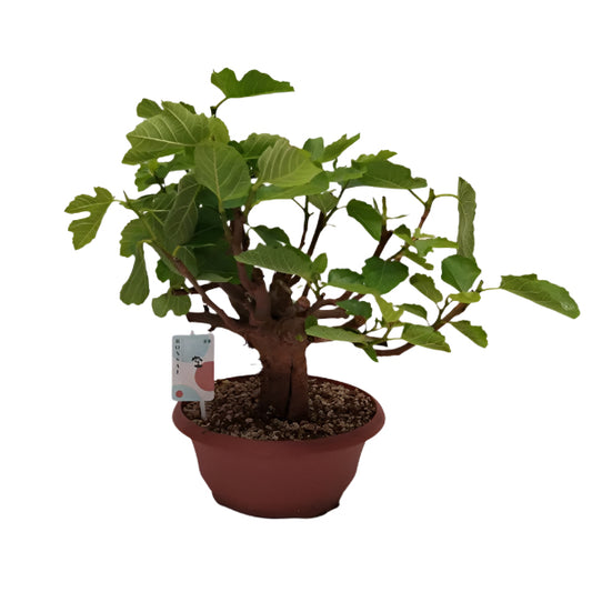 30 - 45cm Bonsai Ficus Carica  Tree 25cm Ceramic Pot House Plant