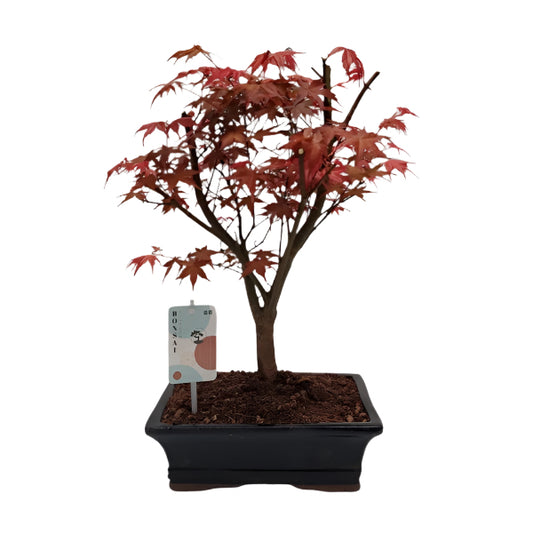 Potted bonsai tree with red leaves on a white background