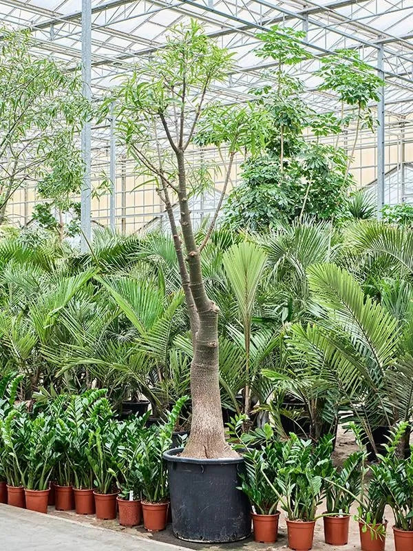Brachychiton rupestris 65cm Pot 325cm Height Outdoor Tree