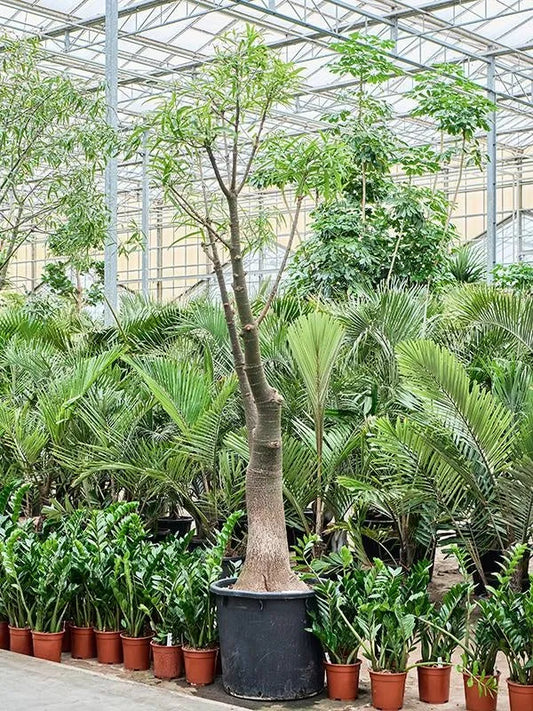 Brachychiton rupestris 65cm Pot 325cm Height Outdoor Tree