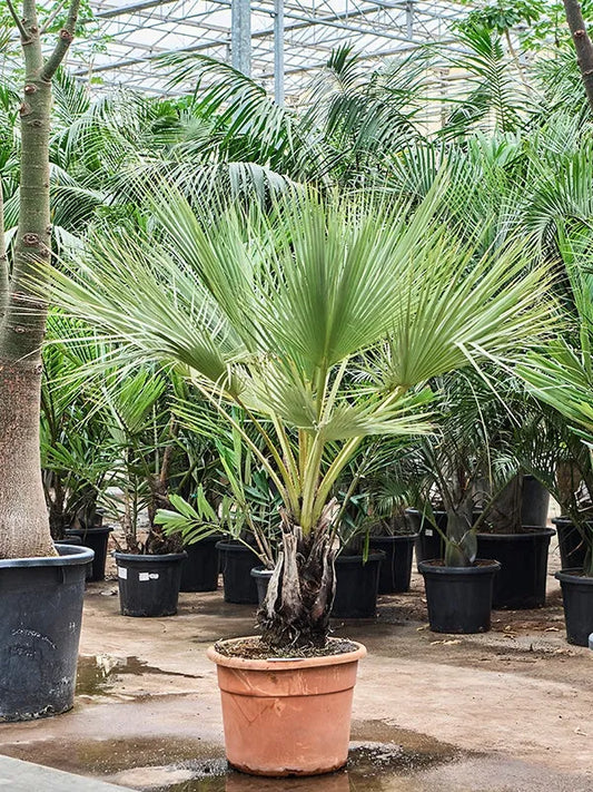 Brahea Armata 50cm Pot 180cm Height Outdoor Tree