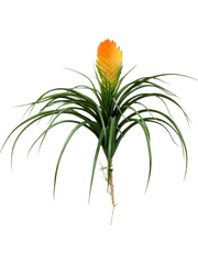 Bromelia Vriesia Artificial Plant Premium Faux 30cm Height