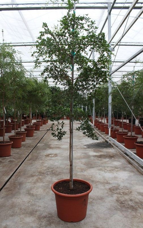 240 - 260cm XXL Bucida Buceras 60cm Pot House Plant