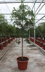 240 - 260cm XXL Bucida Buceras 60cm Pot House Plant