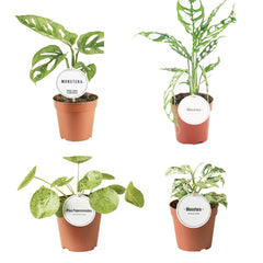 Rare Bundle - Monstera Obliqua, Pilea Mojito, Monstera Frozen Freckles & Monstera European Mint 12cm Pot House Plant